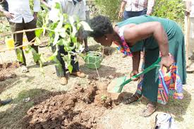 Siaya Tree Planting